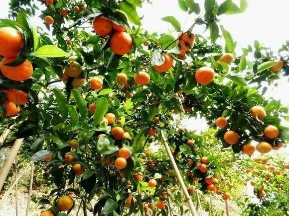 水果种子小盆栽种植方法