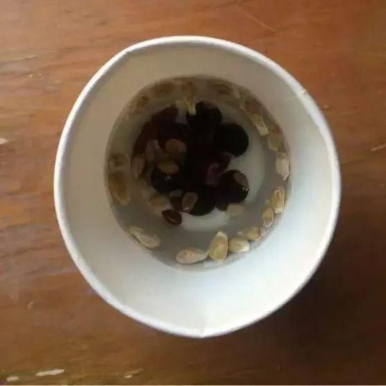 水果种子小盆栽种植方法