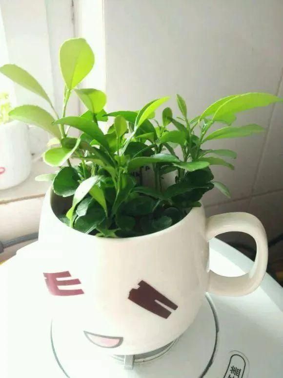 水果种子小盆栽种植方法