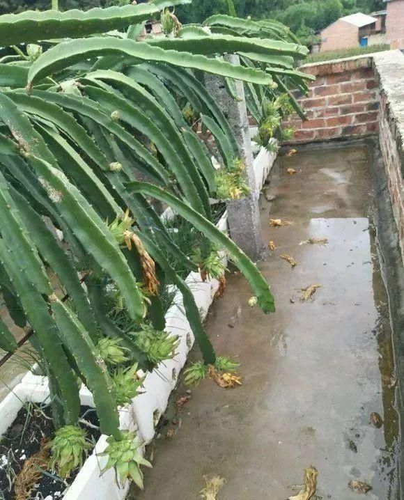 水果种子小盆栽种植方法