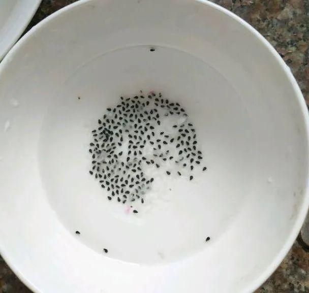 水果种子小盆栽种植方法