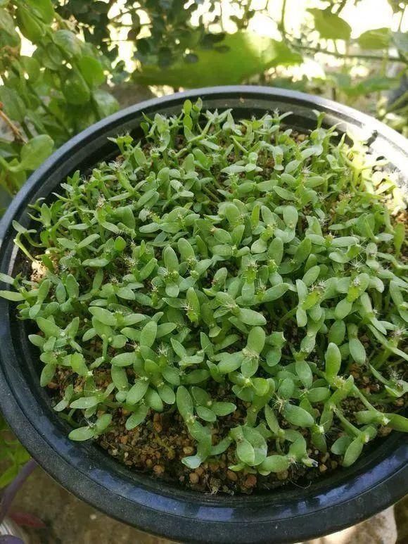 水果种子小盆栽种植方法