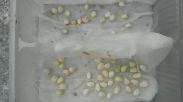 水果种子小盆栽种植方法