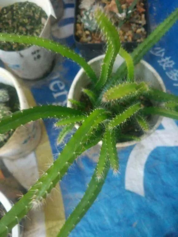水果种子小盆栽种植方法