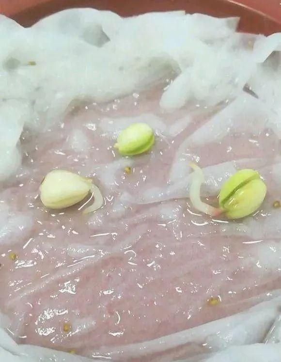 水果种子小盆栽种植方法