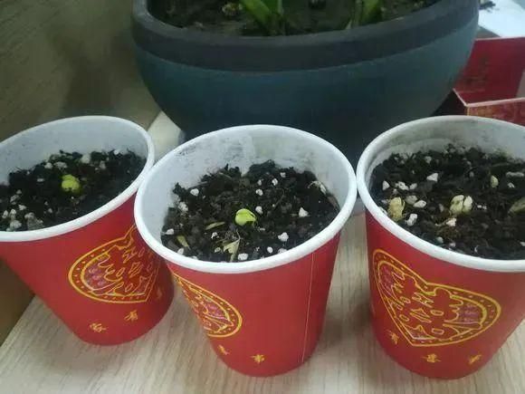水果种子小盆栽种植方法