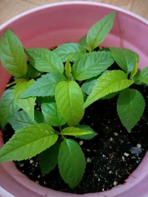 水果种子小盆栽种植方法