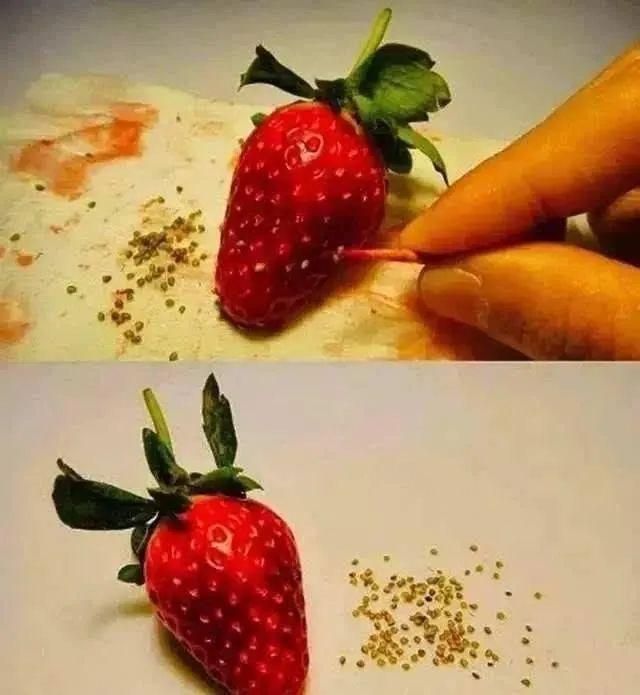 水果种子小盆栽种植方法