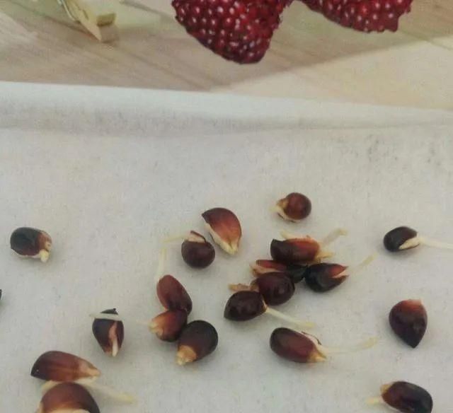 水果种子小盆栽种植方法