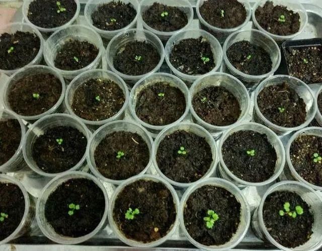 水果种子小盆栽种植方法