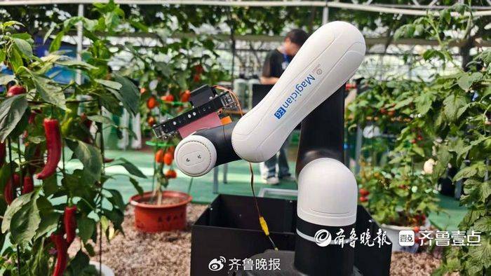 机器人走进蔬菜大棚，山东一群大学生给农业装上智慧大脑