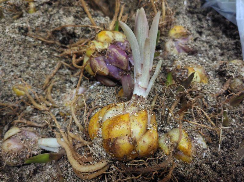 Lilies cultivation methods