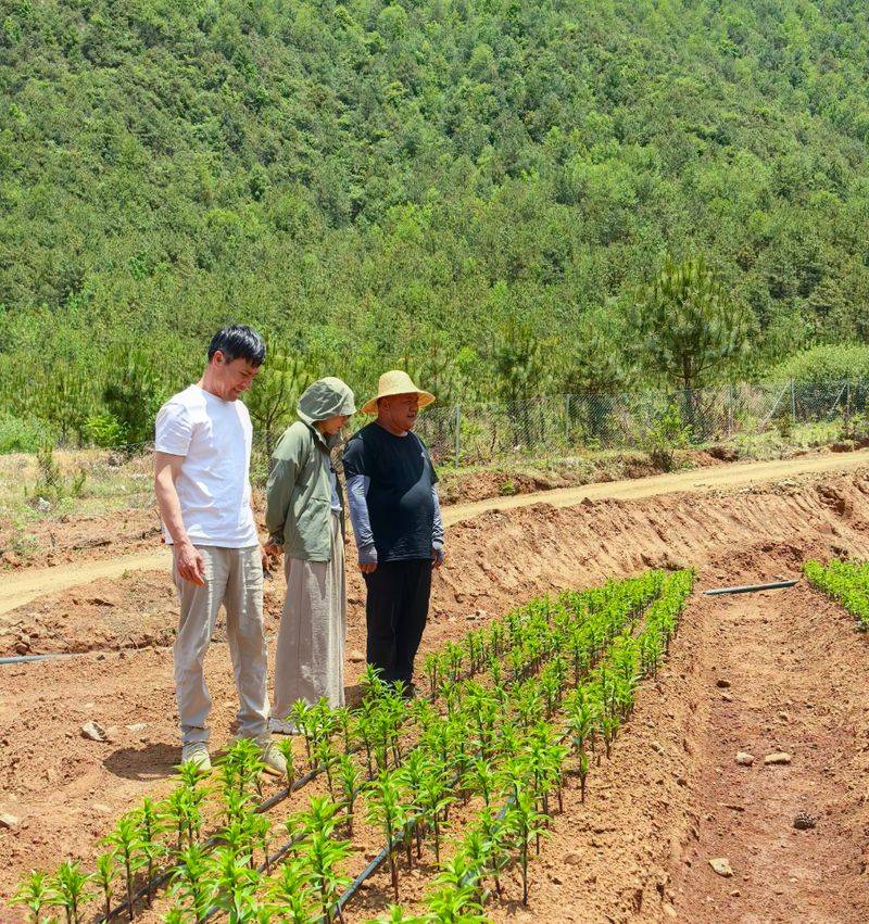 Lilies cultivation methods