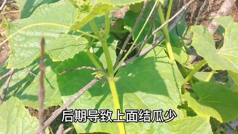 A video of the melon planting methods