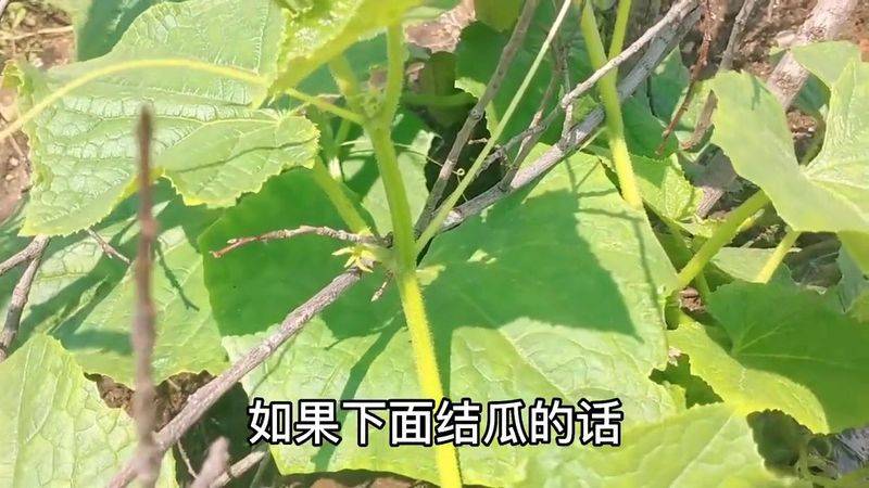 A video of the melon planting methods