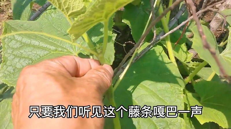 A video of the melon planting methods