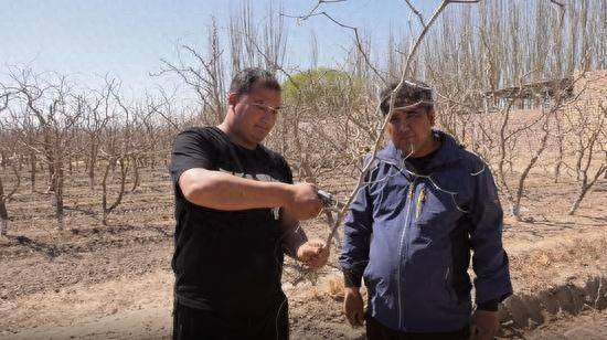 Black-tree planting techniques