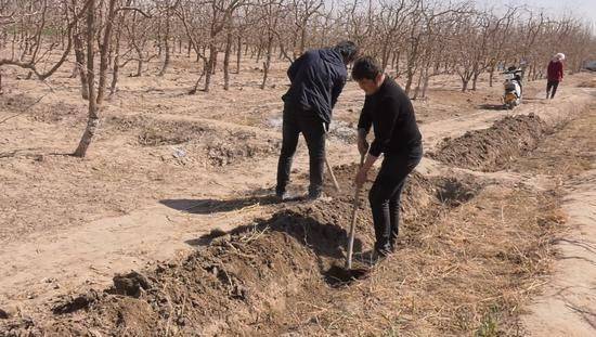 Black-tree planting techniques