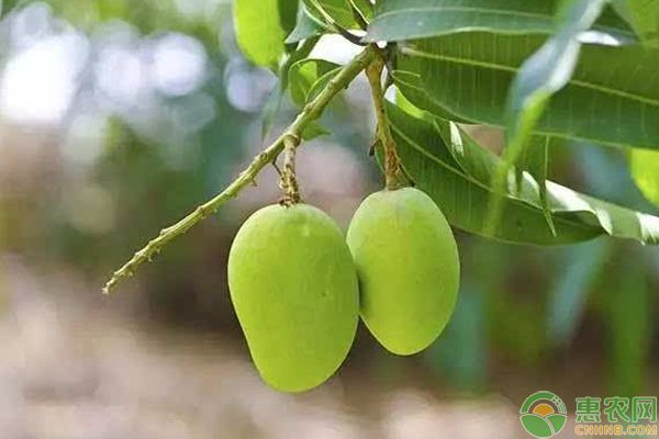 水果种子小盆栽种植方法