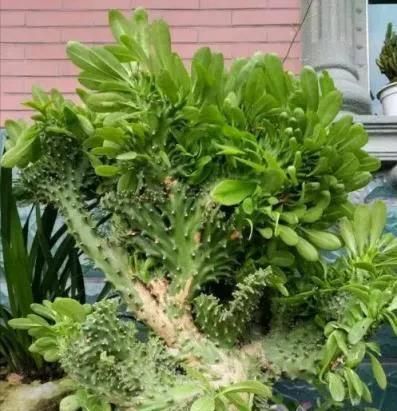 多肉移盆的种植方法