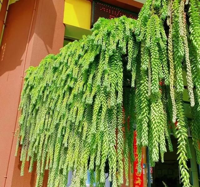 多肉移盆的种植方法