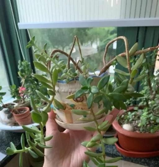 多肉移盆的种植方法