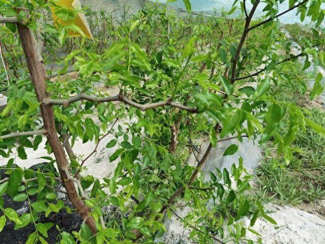 Black-tree planting techniques