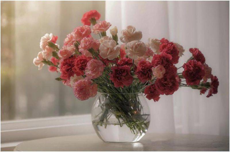 Carnation planting methods