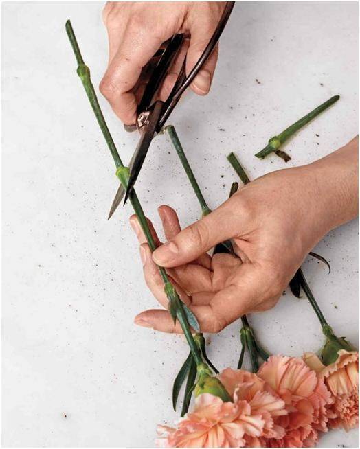 Carnation planting methods