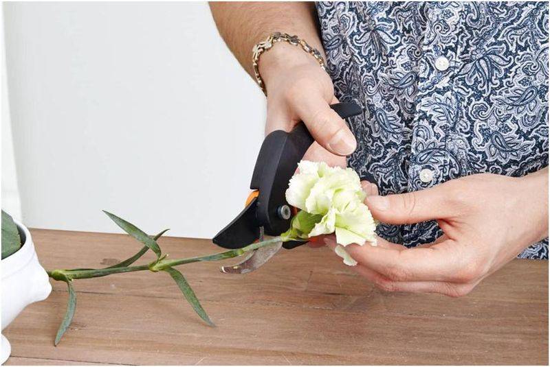Carnation planting methods