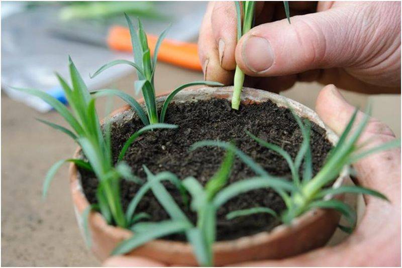 Carnation planting methods