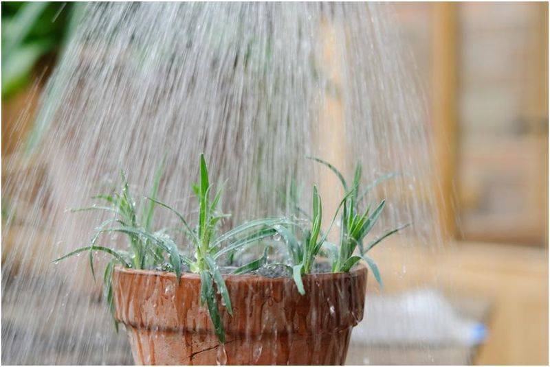 Carnation planting methods