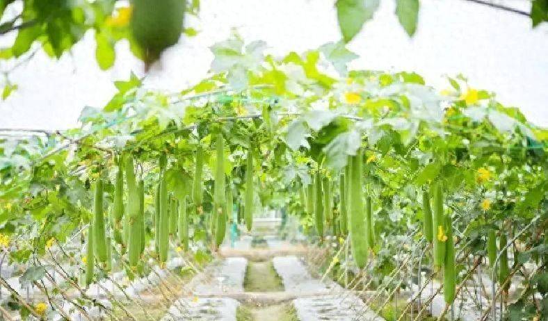 A video of the melon planting methods