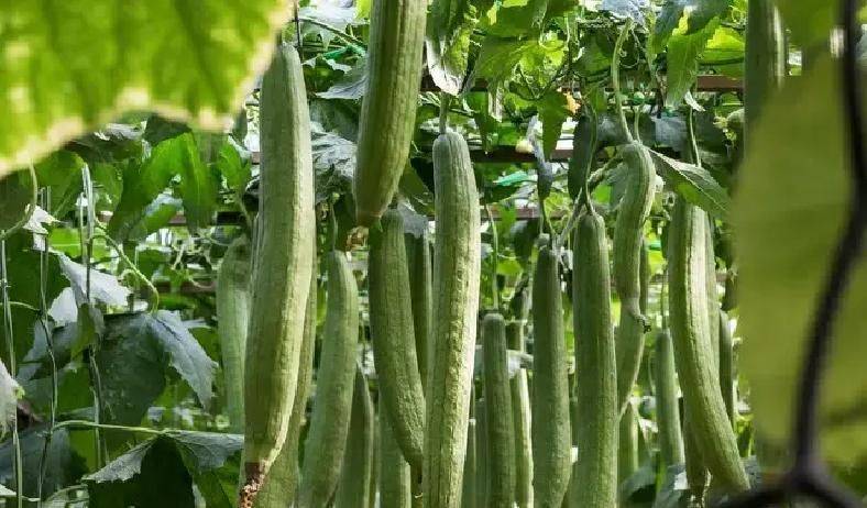 A video of the melon planting methods