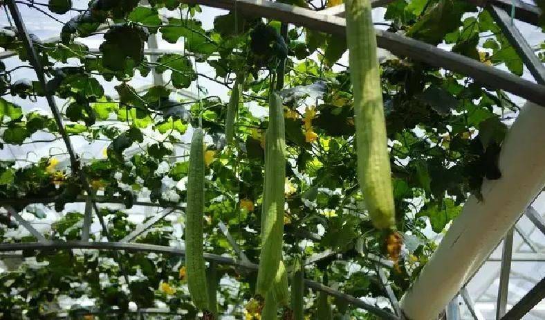 A video of the melon planting methods