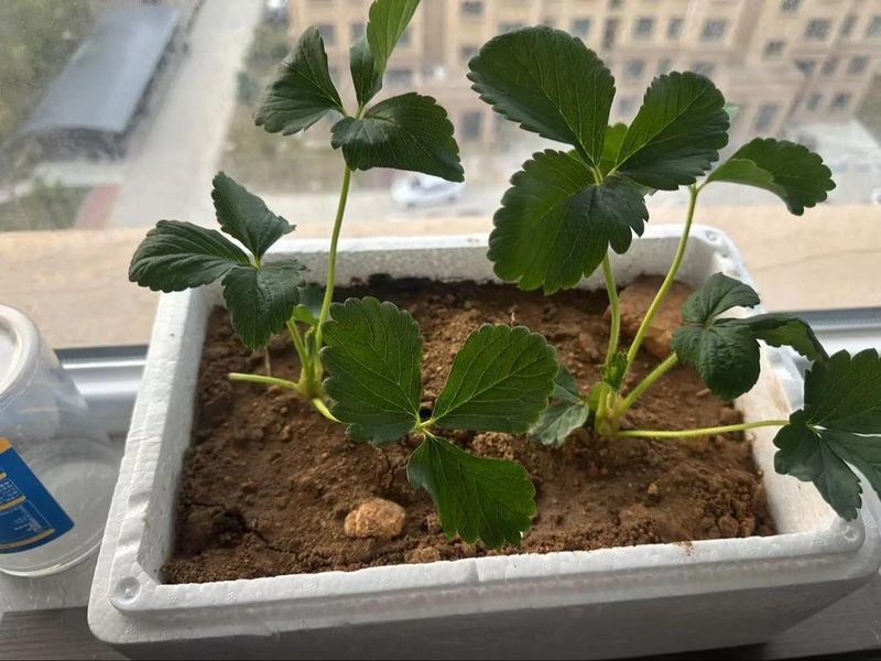 奶油草莓的种植方法