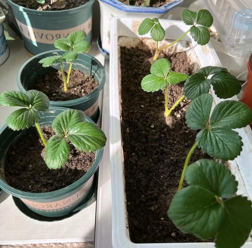 奶油草莓的种植方法