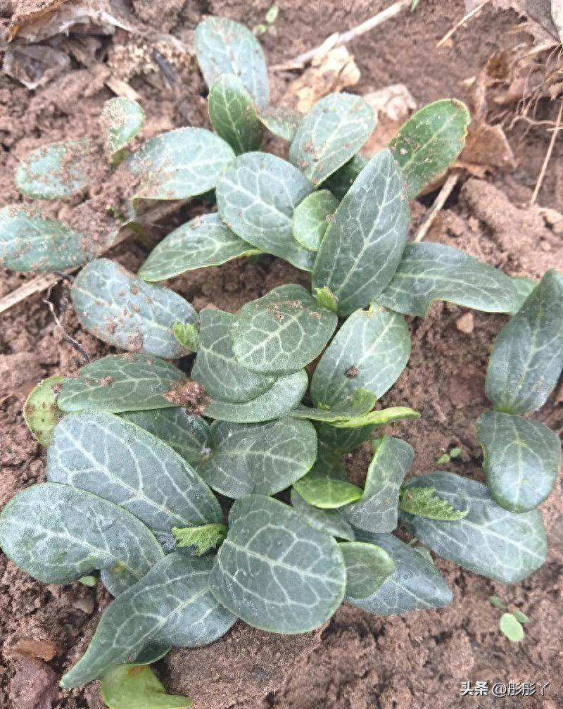 A video of the melon planting methods