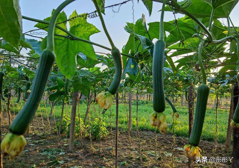A video of the melon planting methods