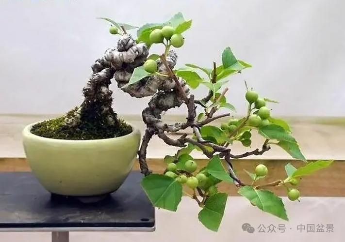 水果种子小盆栽种植方法