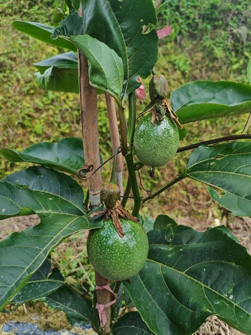 Black-tree planting techniques