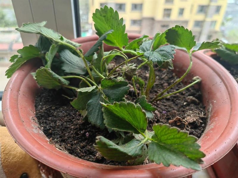 奶油草莓的种植方法