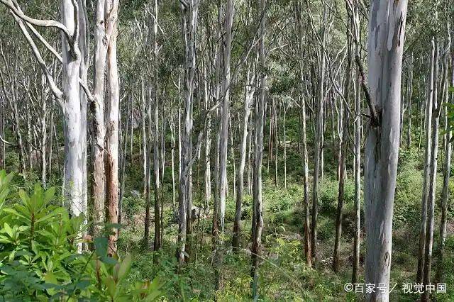 Technology for sugar cane cultivation in the south