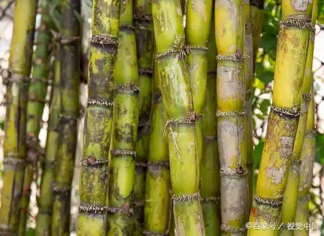 Technology for sugar cane cultivation in the south