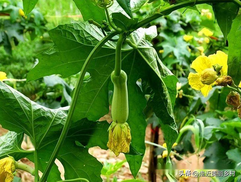 A video of the melon planting methods