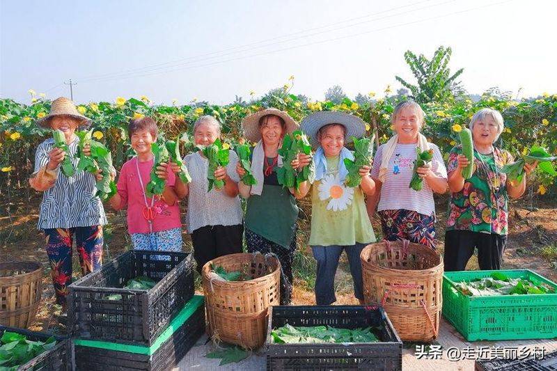 A video of the melon planting methods