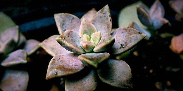 多肉移盆的种植方法