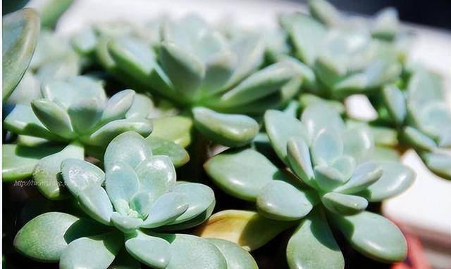 多肉移盆的种植方法