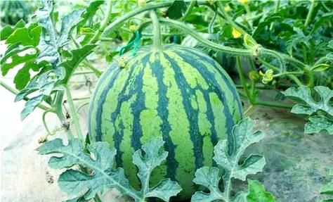 早佳8424西瓜种植技术