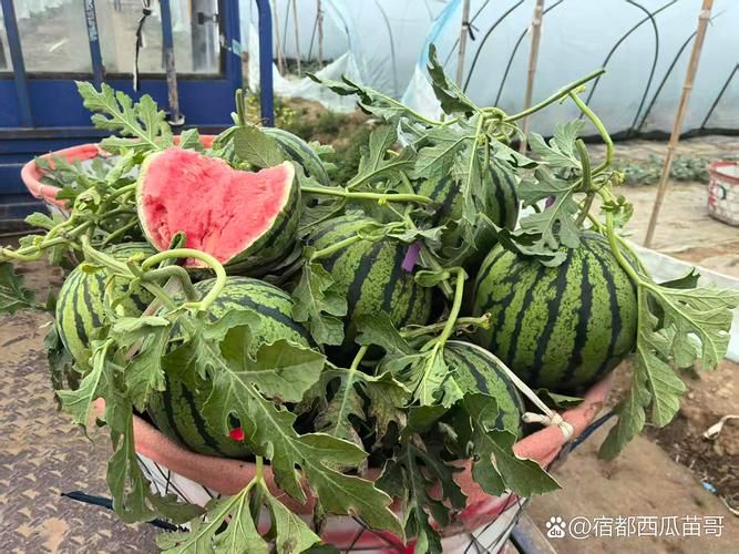 早佳8424西瓜种植技术